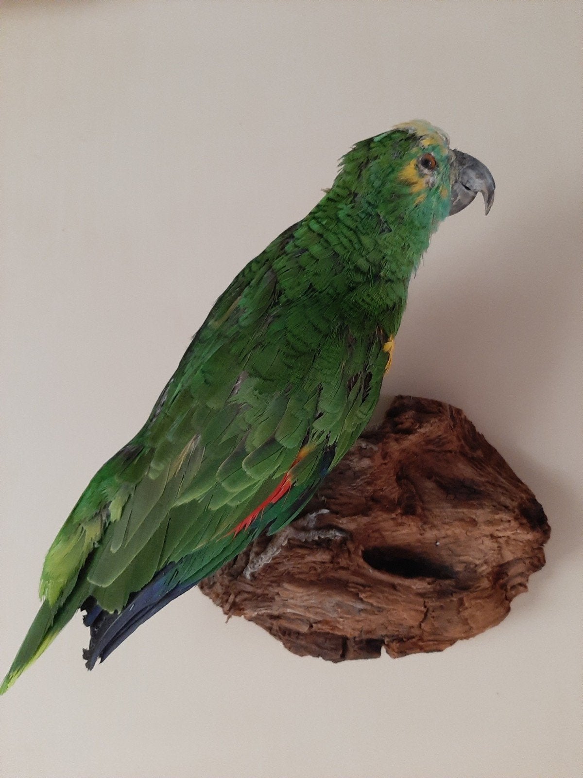 3 opgezette Amazone papagaaien, Verzamelen, Ophalen, Gebruikt, Vogel, Opgezet dier