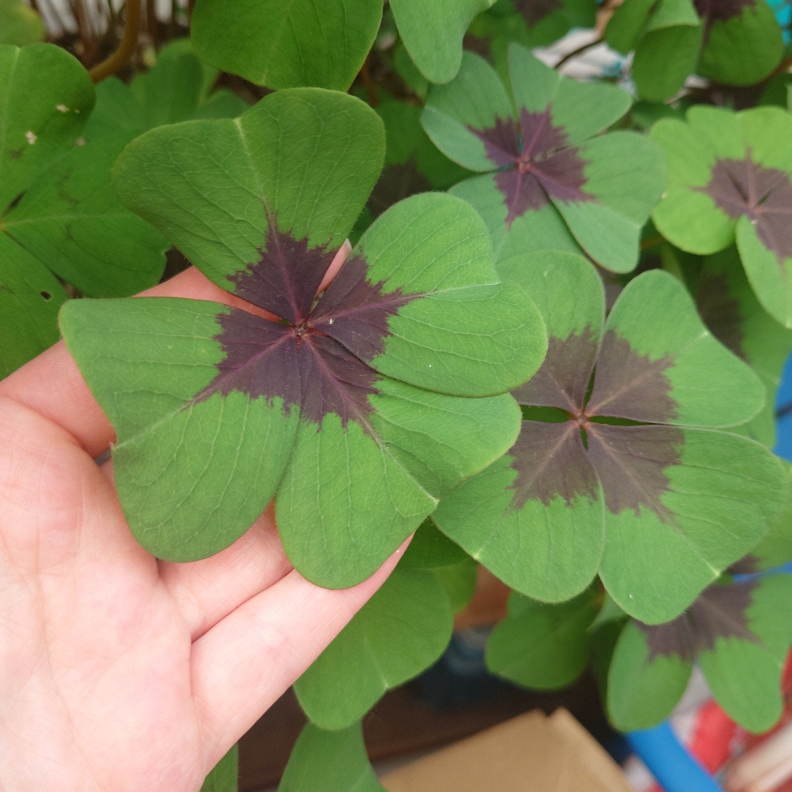 Oxalis Deppei Iron Cross €0,25 per knolletje, Tuin en Terras, Ophalen of Verzenden, Volle zon