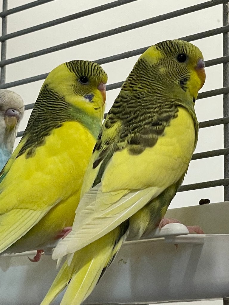 Jonge Baby Grasparkieten | Div. Kleuren | Handtam, Meerdere dieren, Parkiet, Pratend