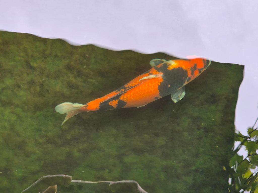 Ginrin showa. (Koi karper), Dieren en Toebehoren, Karper of Koi