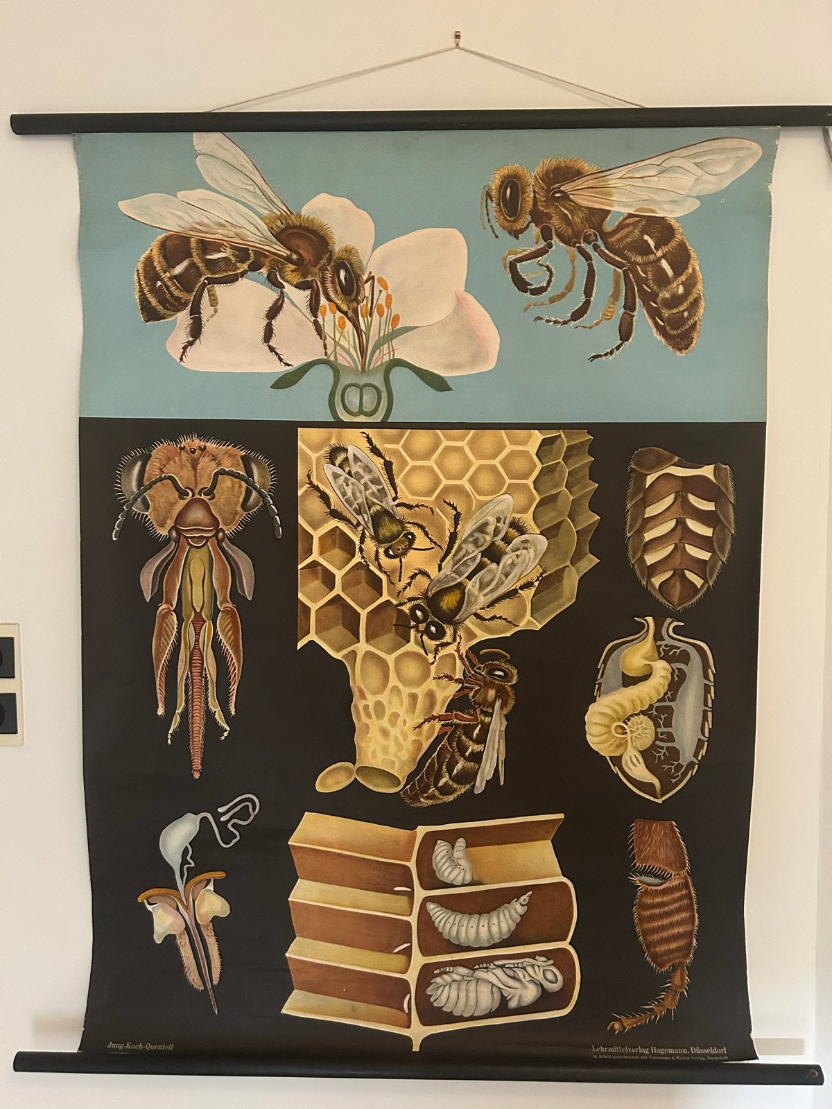 schoolplaat bijen anatomie - Jung-Koch-Quentell, Ophalen of Verzenden, Natuur en Biologie