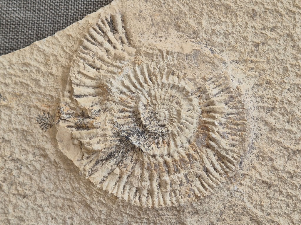 Ammoniet op plaat met Dendrieten uit Solnhofen, Duitsland, Verzamelen, Mineralen en Fossielen, Ophalen, Fossiel