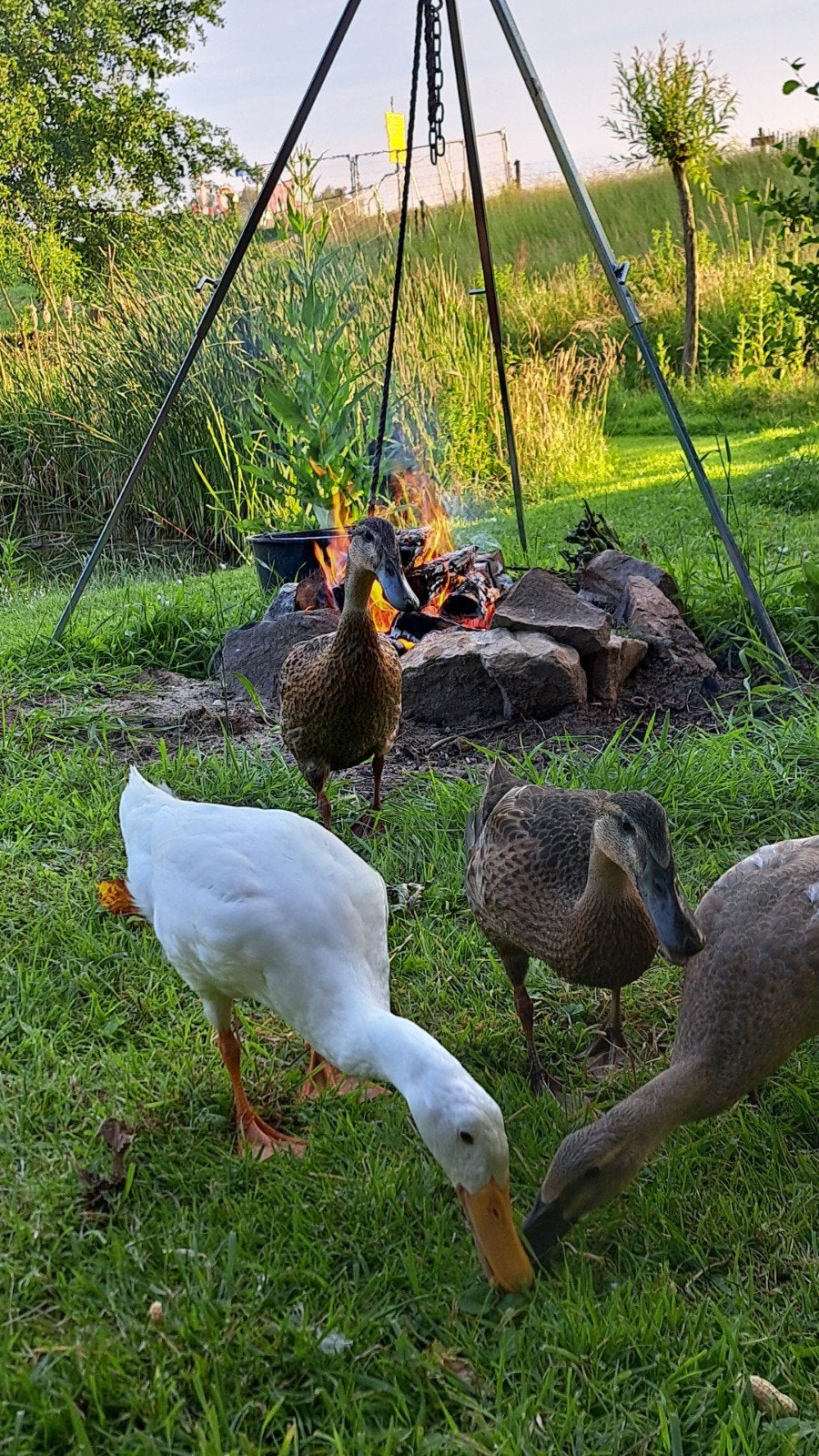 Loopeenden, Dieren en Toebehoren, Mannelijk, Eend