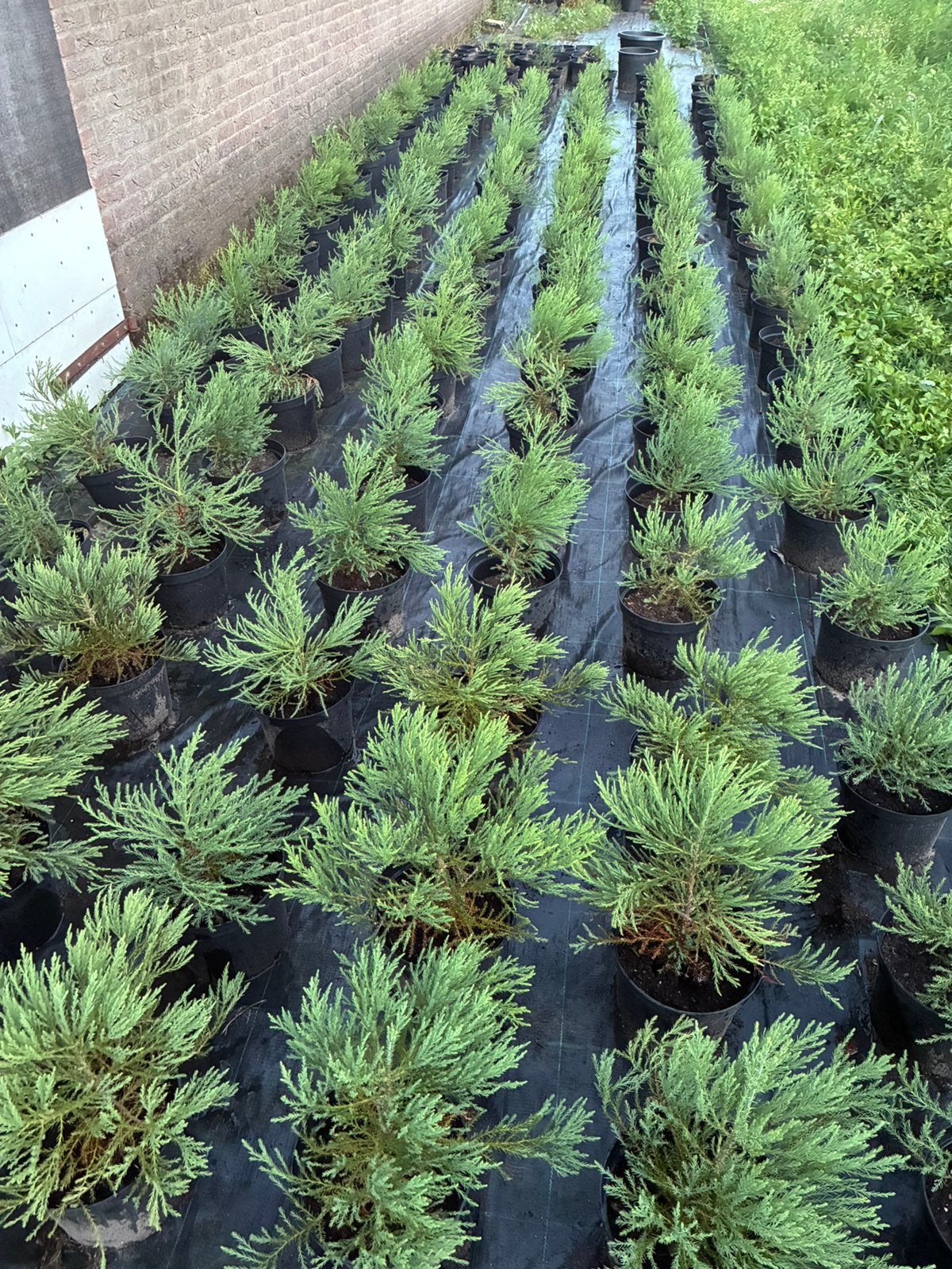 Grote voorraad Giant sequoia te koop, Ophalen, Vaste plant, Overige soorten, Volle zon