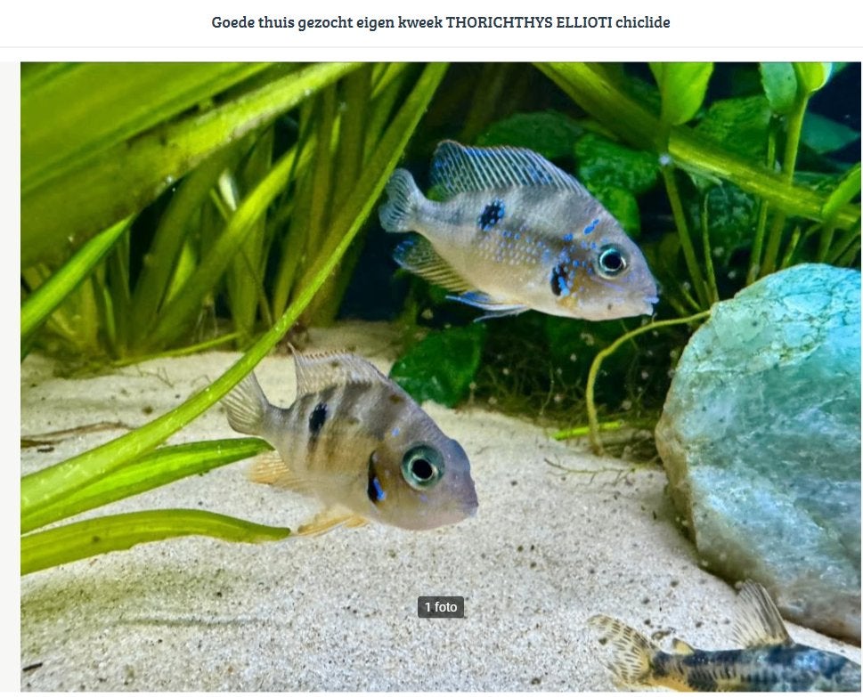 Eliotti Thorichthys goede thuis, Vis, Zoetwatervis