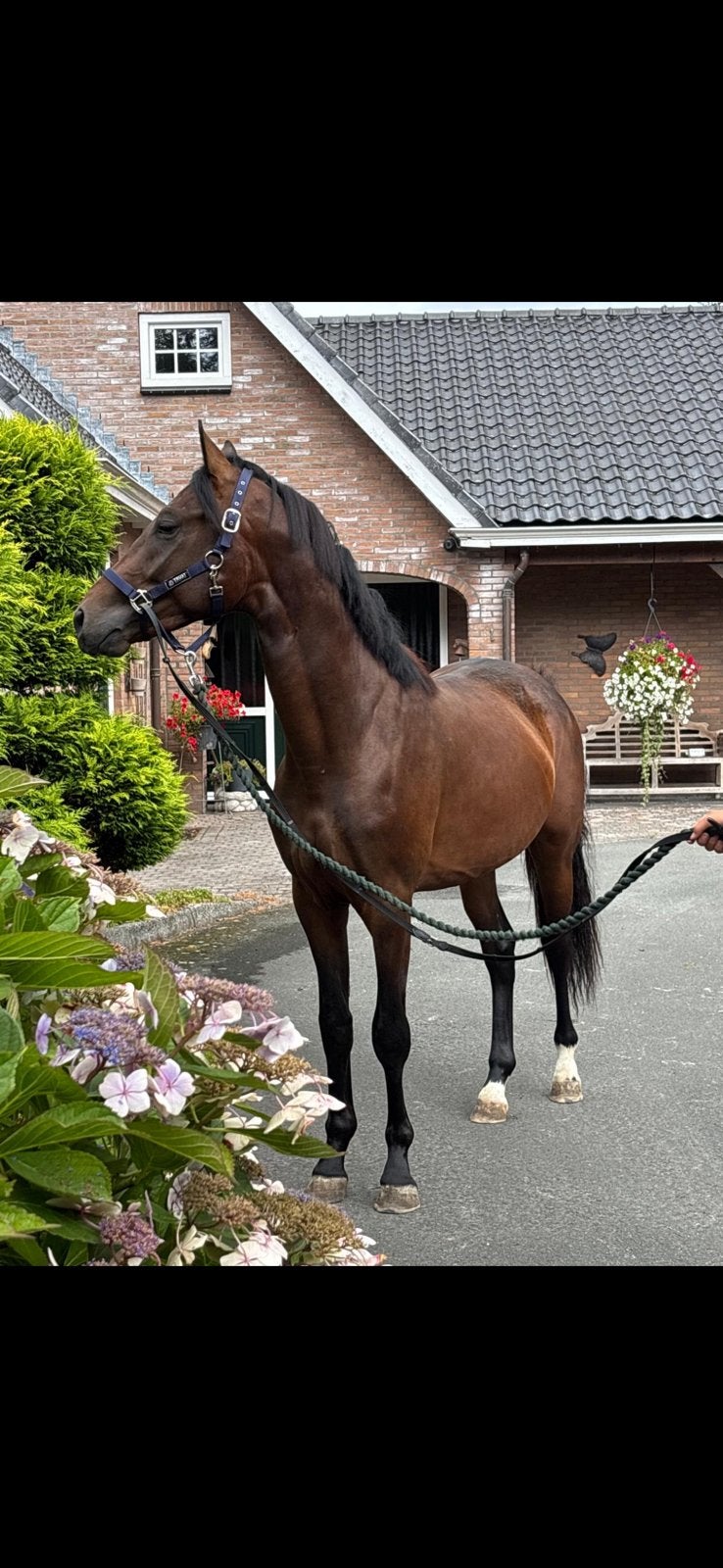 Prachtige topper te koop!, Dieren en Toebehoren, Paarden en Pony's | Hoofdstellen en Tuigage, Ophalen of Verzenden