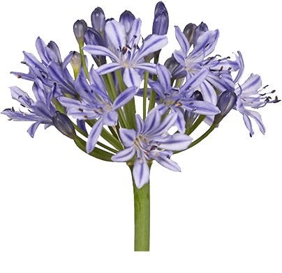 3 Afrikaanse lelie Agapanthus Summer Love veel bloemknoppen, Ophalen of Verzenden, Vaste plant, Overige soorten, Volle zon