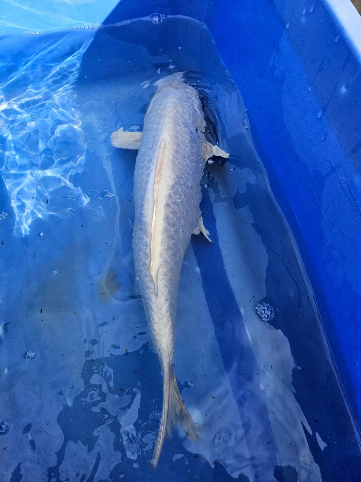 mooie Platinum Ogon te koop, Dieren en Toebehoren, Karper of Koi