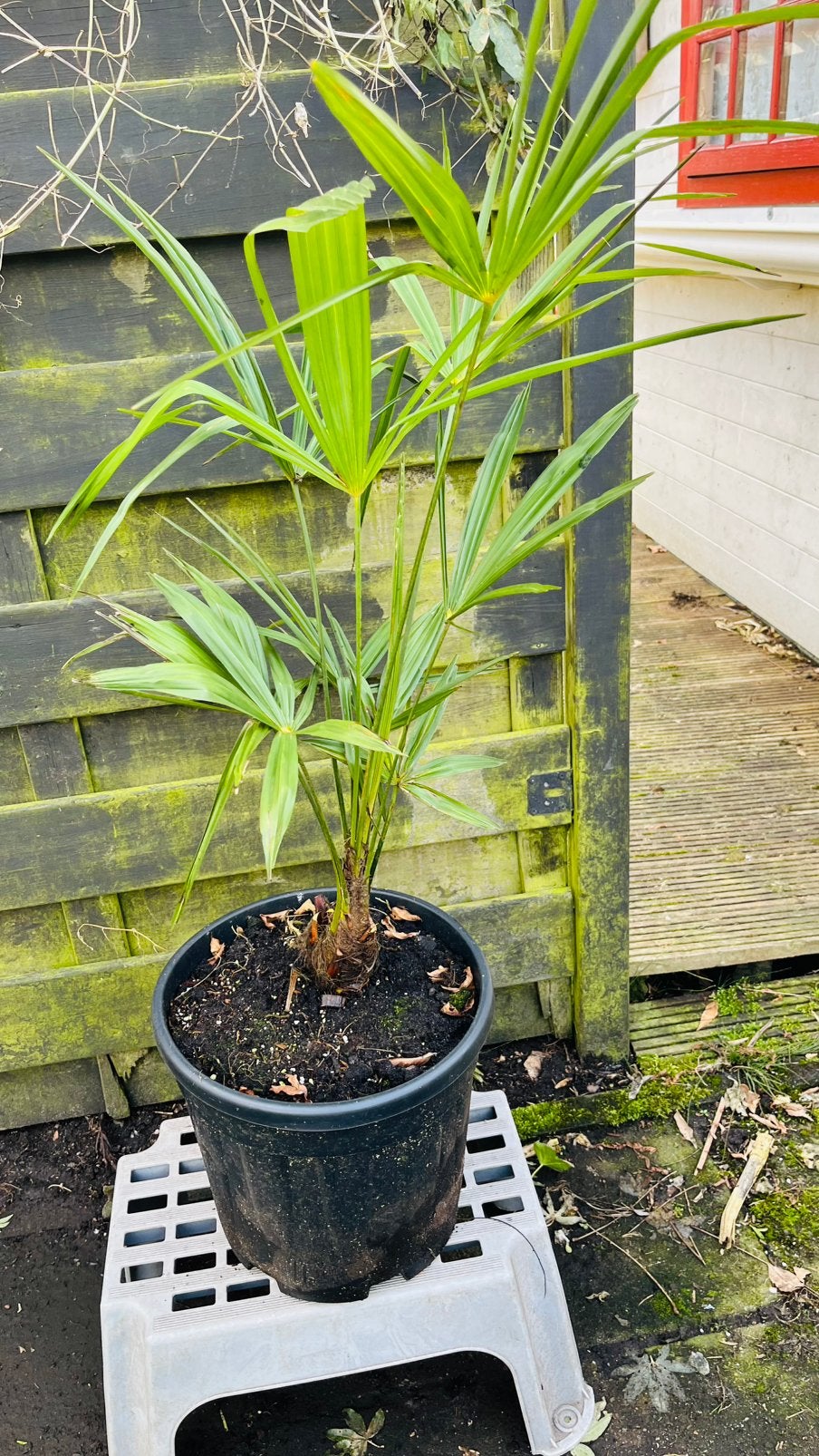Palmboom trachycarpus fortunei, Volle zon, Vaste plant, Zomer, Ophalen