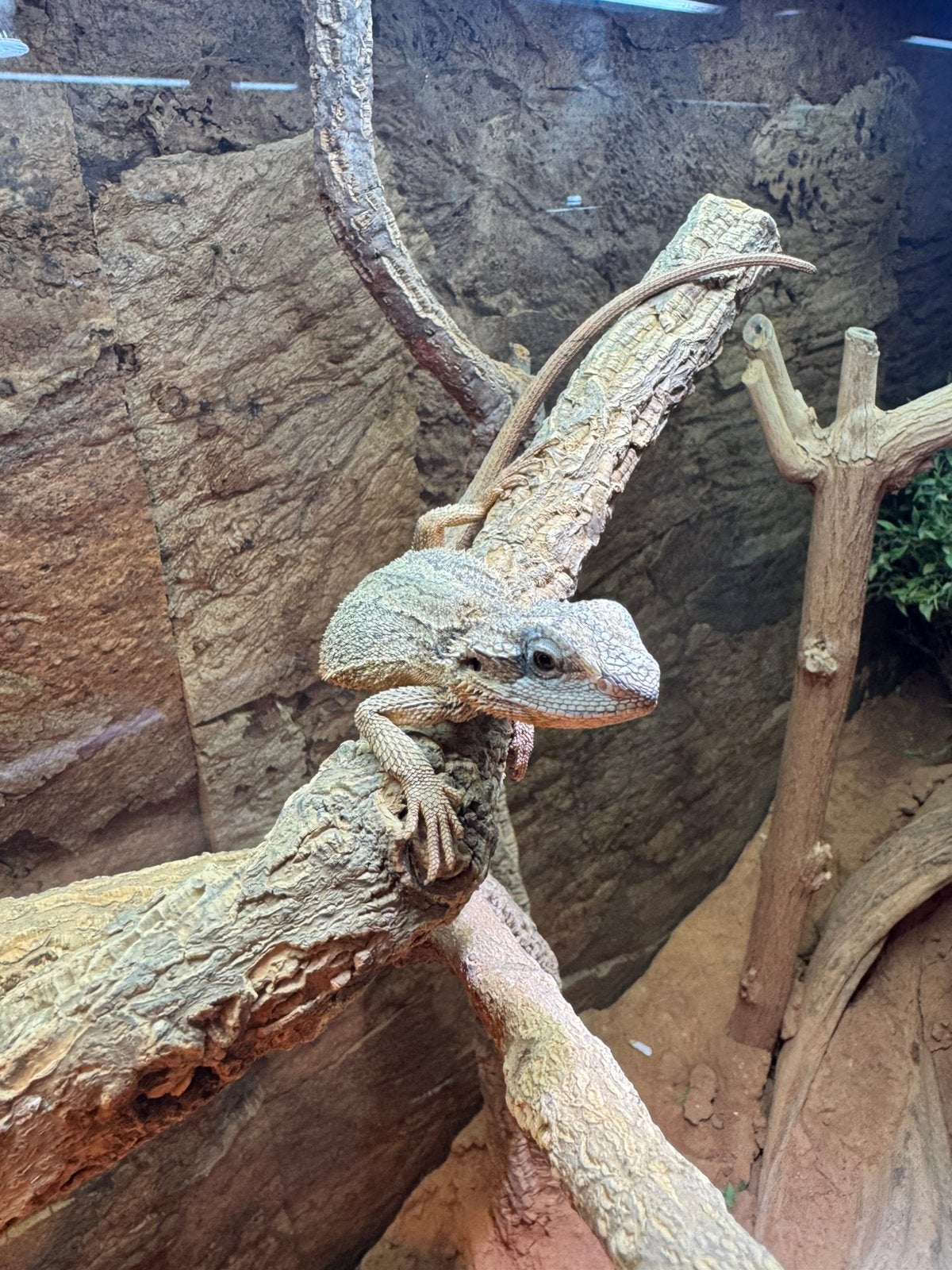 Baardagaam (pogona minor) Bearded Dragon photo 7