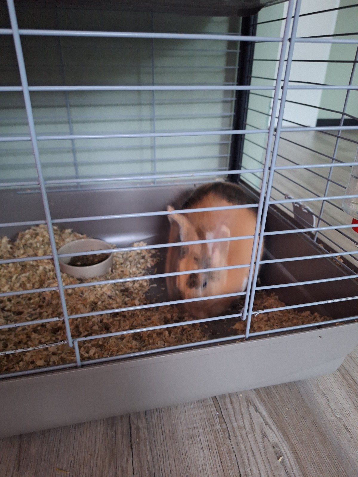 2 konijntjes, December, Meerdere dieren, Overige typen