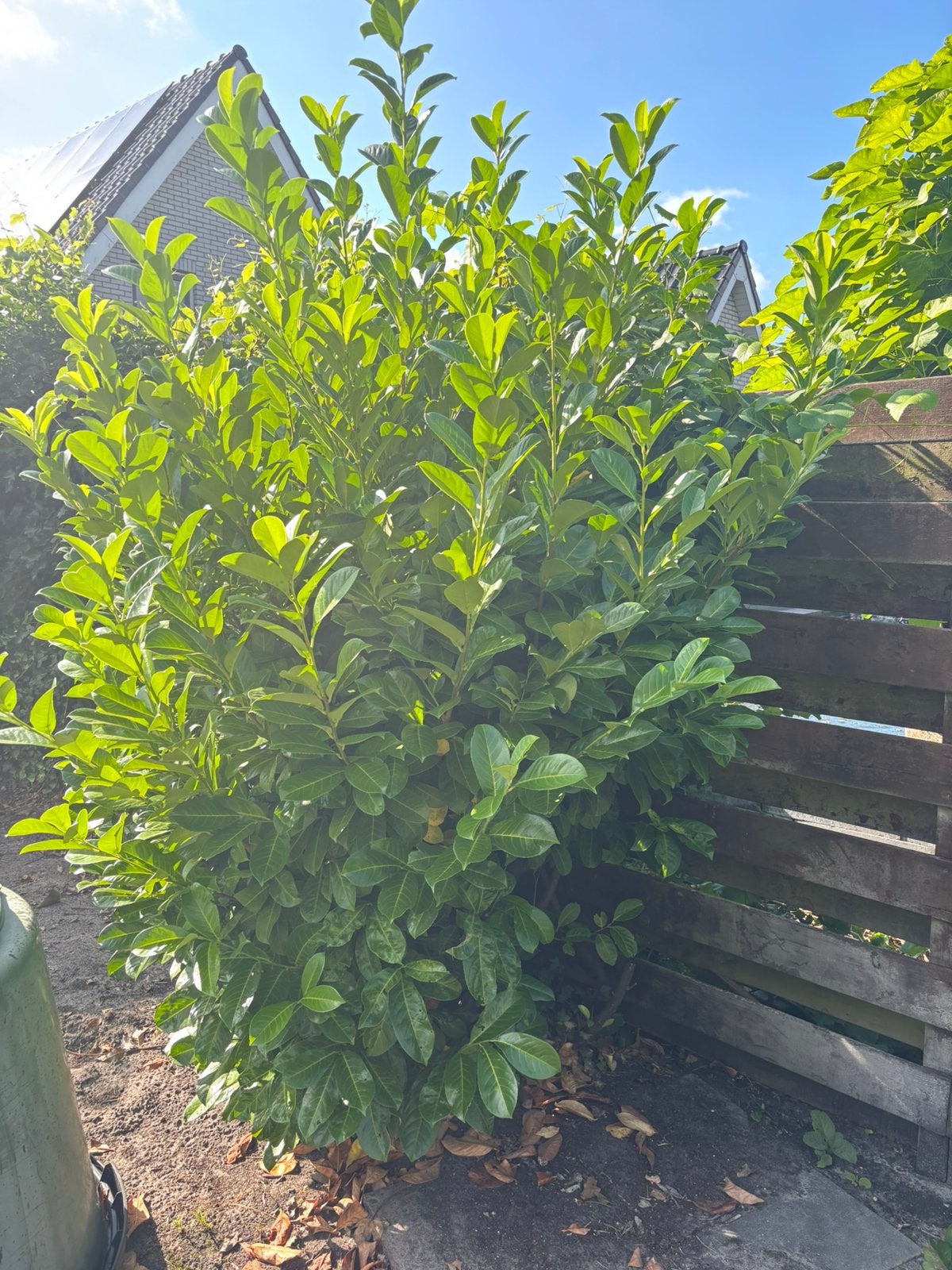 Gratis laurier kers meerdere planten, Ophalen, Laurier