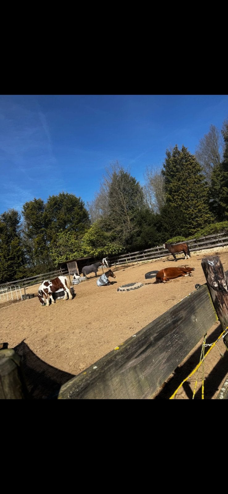 Plek vrij bij onze gezellige stal Eemnes, Dieren en Toebehoren, 1 paard of pony