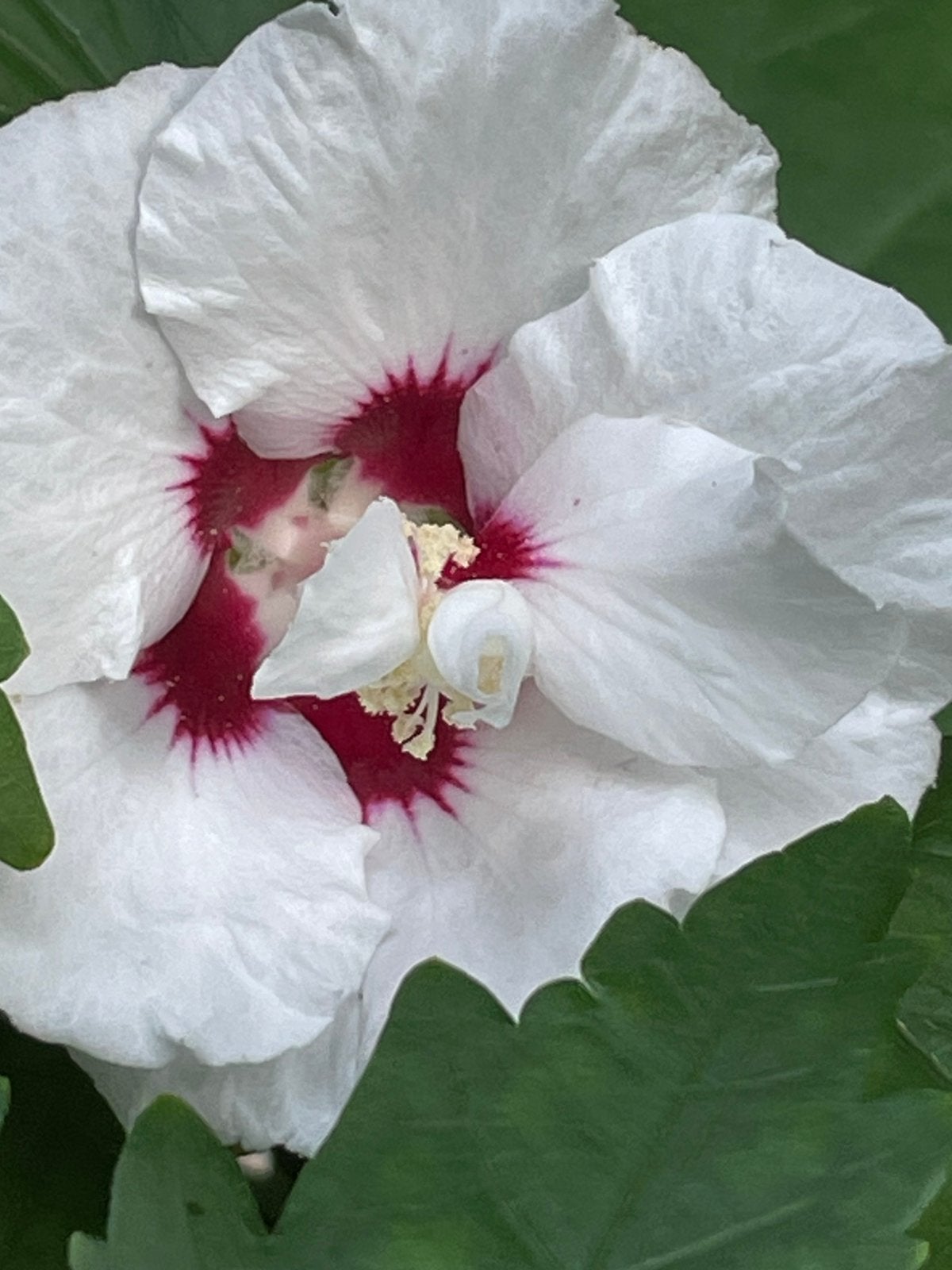 Struik, 2,5 m hoog! Hibiscus, Ophalen, Overige soorten, Halfschaduw