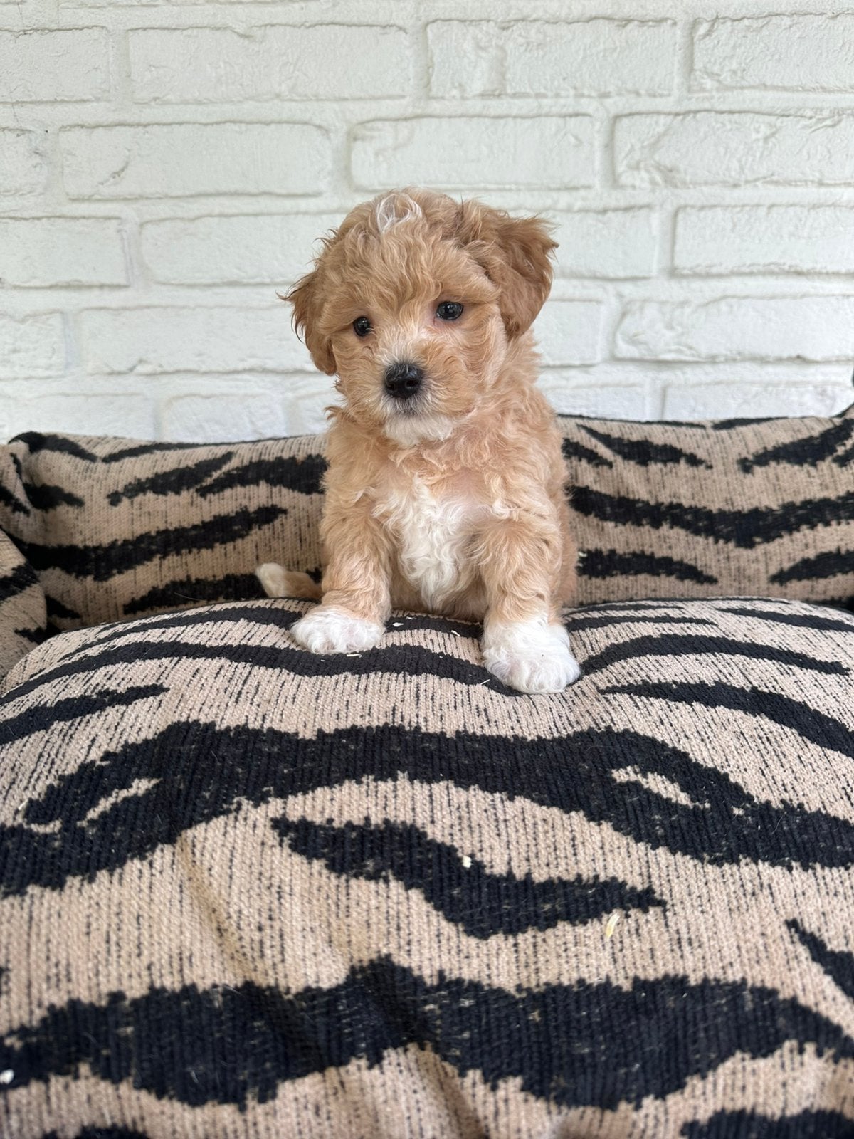 Maltipoo pups maltezer x toy poedel, Parvo, Nederland, Overige rassen, 8 tot 15 weken