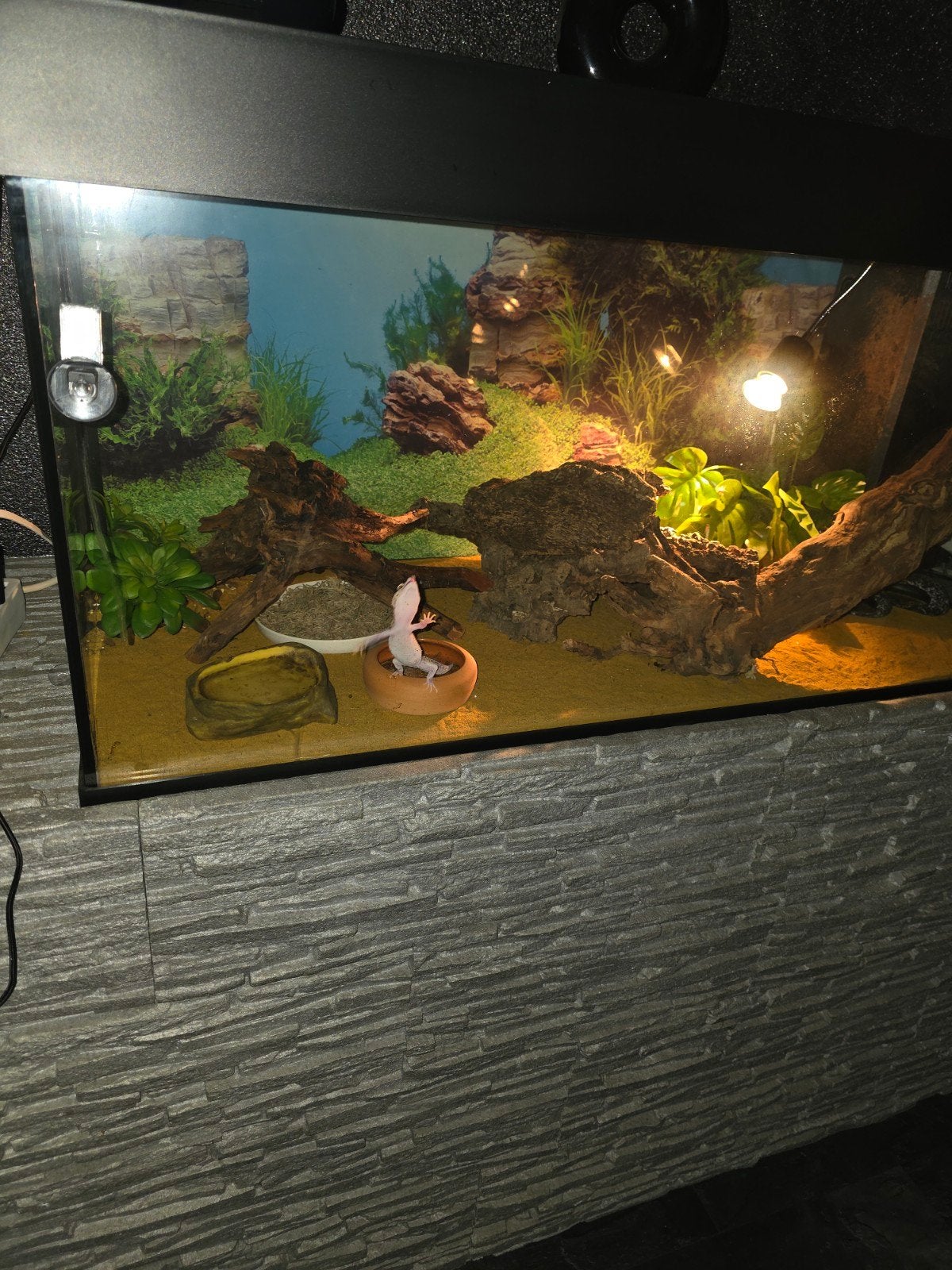 2 gekko's plus terrarium, Dieren en Toebehoren, Reptielen en Amfibieën, Hagedis, 0 tot 2 jaar