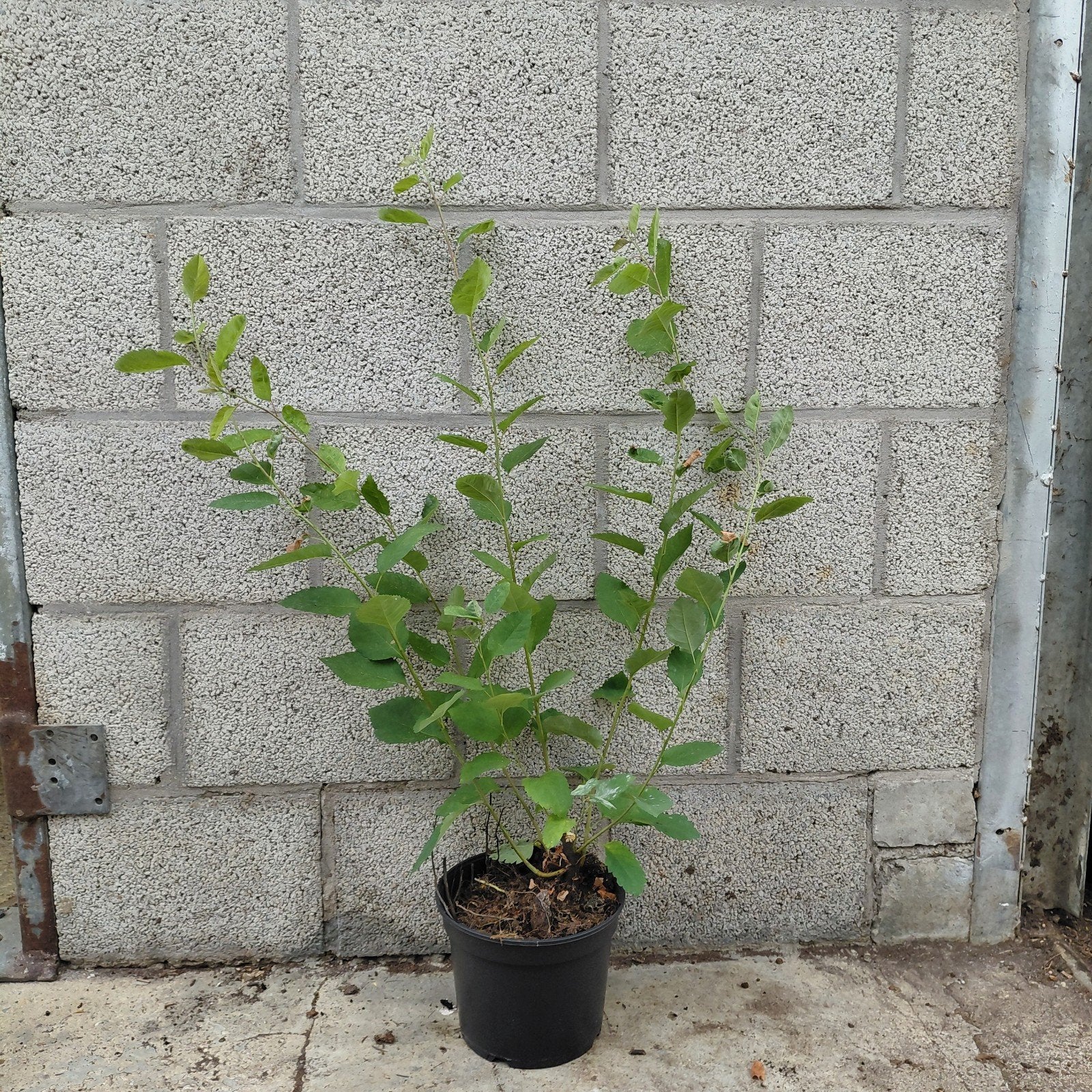 Krentenstruik (Amelanchier lamarckii) - struik 3L pot, Tuin en Terras, Planten | Tuinplanten, Volle zon, Vaste plant, Ophalen of Verzenden