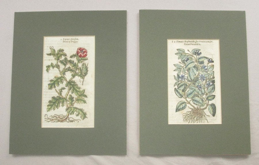 2 botanische prenten John Gerarde uit The Herbal - 1633, Houtsnede, Flora en Fauna, 1600 - 1699, Handgekleurd