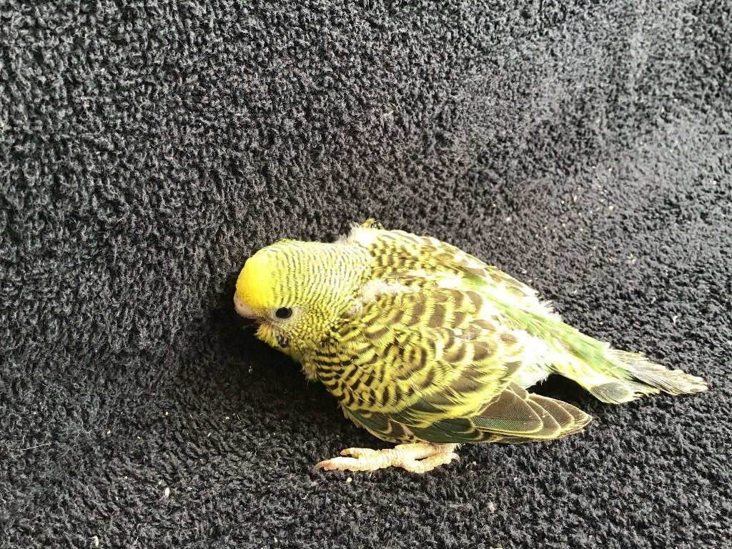 Baby parkieten, Dieren en Toebehoren, Vogels | Parkieten en Papegaaien, Meerdere dieren, Parkiet