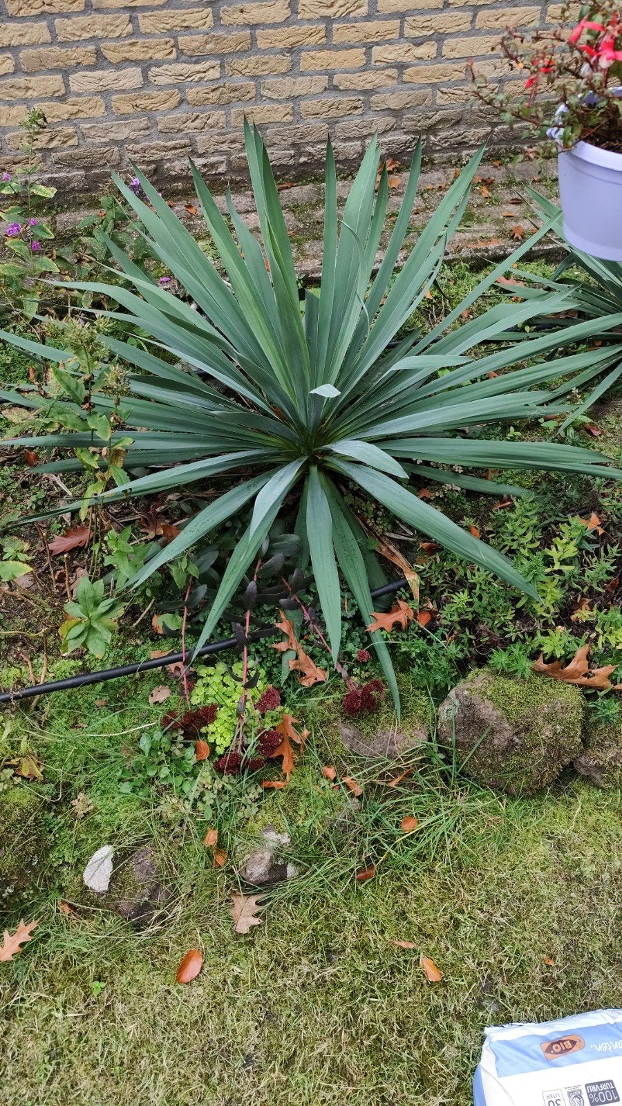 Yucca plant - Winterharde tuinplant, Tuin en Terras, Volle zon, Vaste plant, Zomer, Ophalen