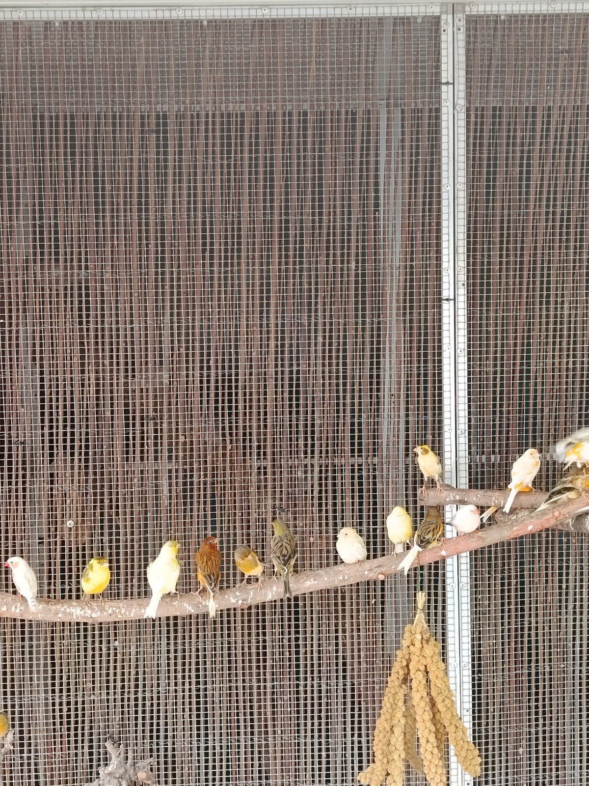 Ik heb veel kanaries te koop, Dieren en Toebehoren, Meerdere dieren, Kleurkanarie