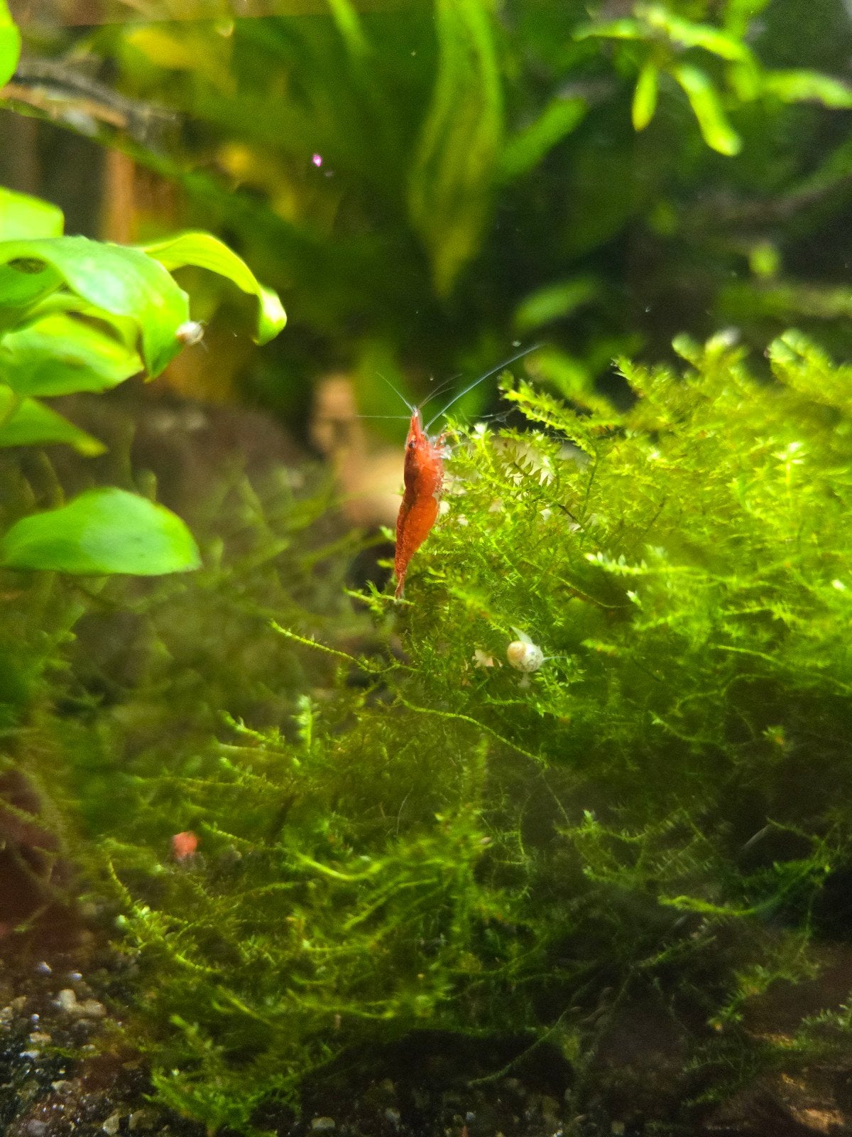 Rode en rili garnalen, Dieren en Toebehoren, Vissen | Aquariumvissen, Kreeft, Krab of Garnaal