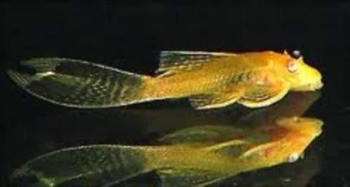 Ancistrus gold longfin - Koidream Valburg, Dieren en Toebehoren, Vis, Zoetwatervis