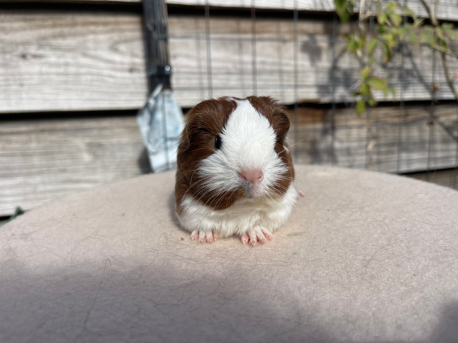 Jonge Sheltie en Texel cavia’s, Cavia, Augustus, Meerdere dieren, Tam