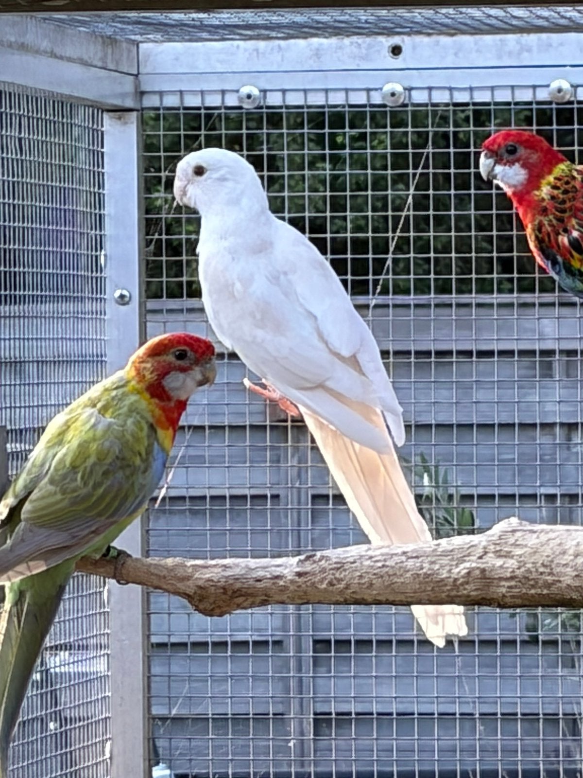 Te koop pennanten, Dieren en Toebehoren, Meerdere dieren, Parkiet, Geringd