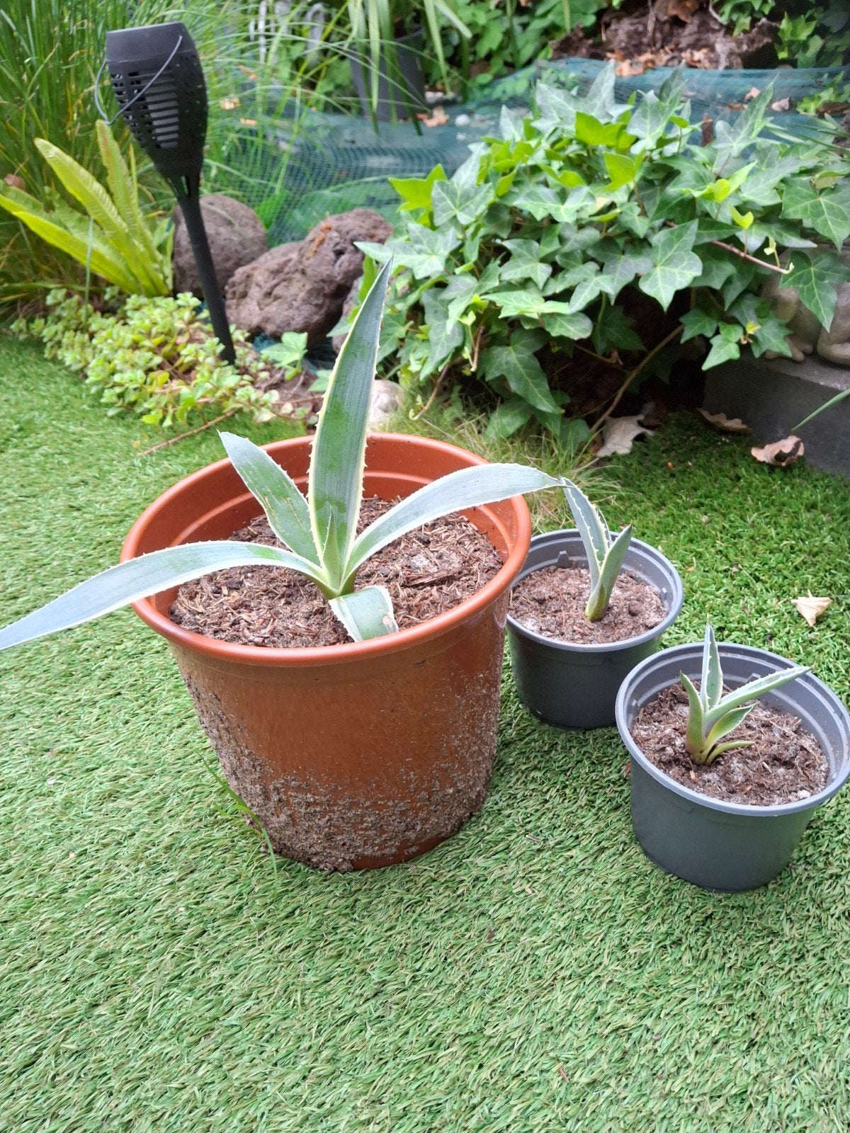 Agave americana, Volle zon, Vaste plant, Bloeit niet, Ophalen