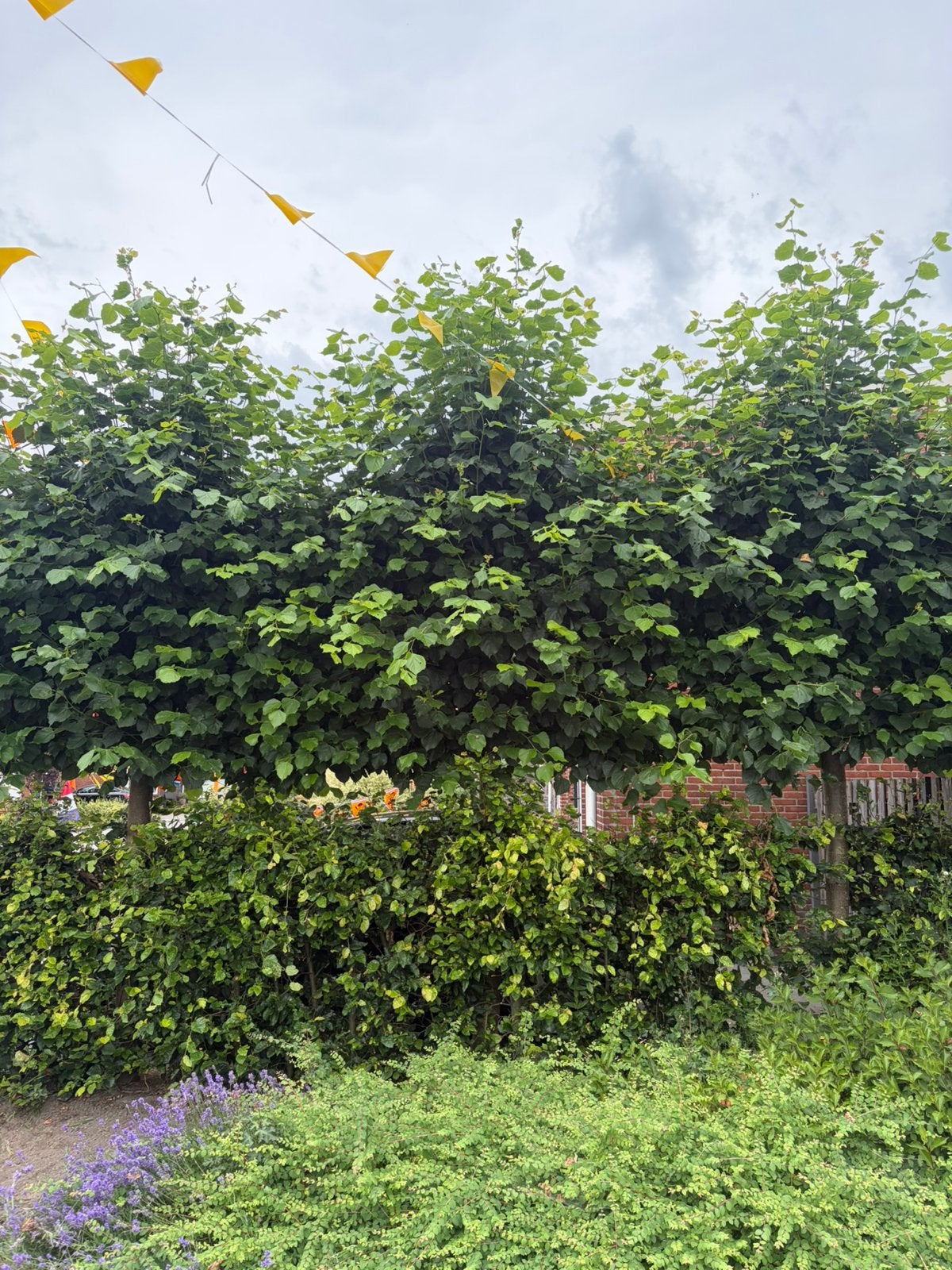 3 leilindes, Tuin en Terras, Overige soorten, Lente, 250 tot 400 cm, Ophalen