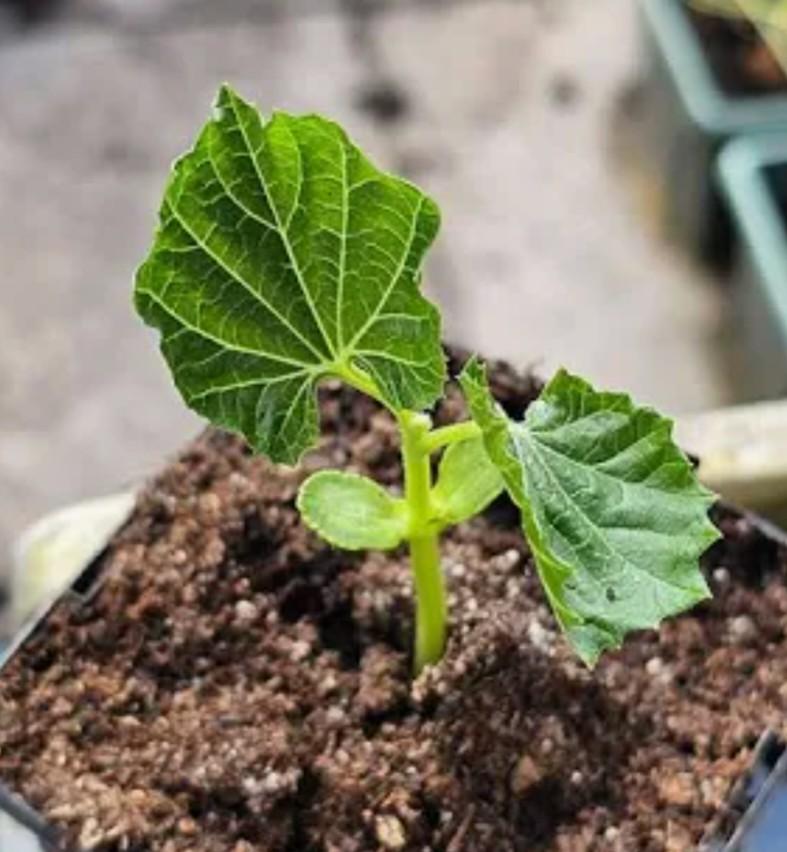 Surinaamse biologische sopropo plant, Ophalen, Eenjarig, Groenteplanten, Volle zon