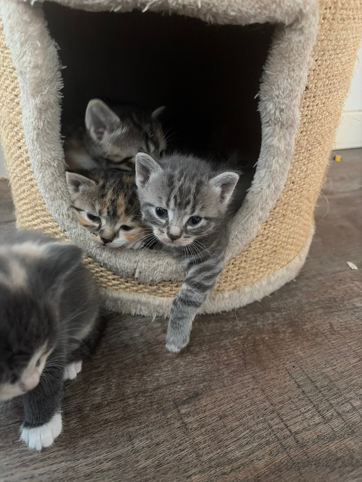 Kittens, Dieren en Toebehoren, Meerdere dieren