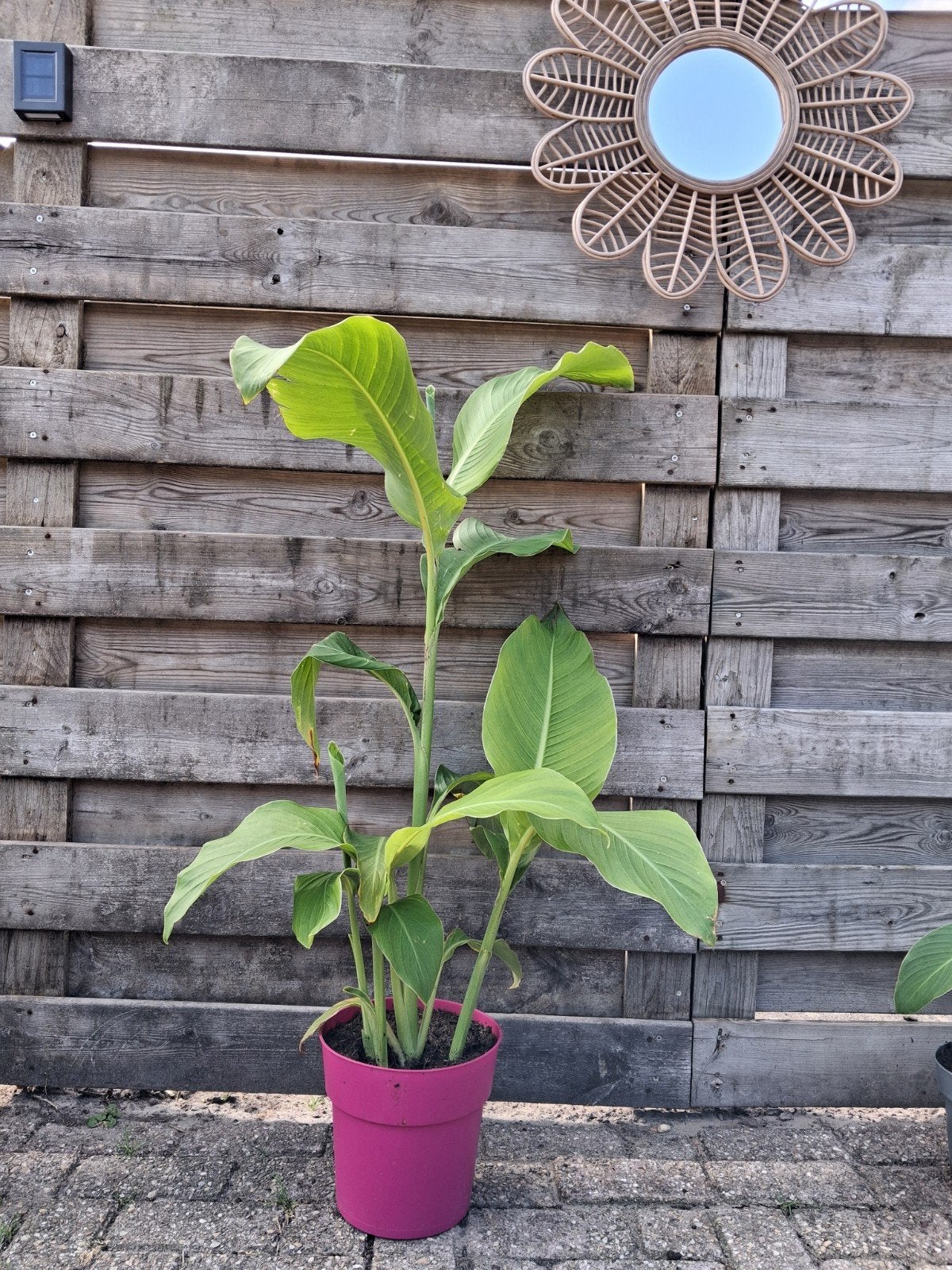 🌺🌿Canna Altensteinii ( Winterhard , 3m), Ophalen, Overige soorten, Volle zon