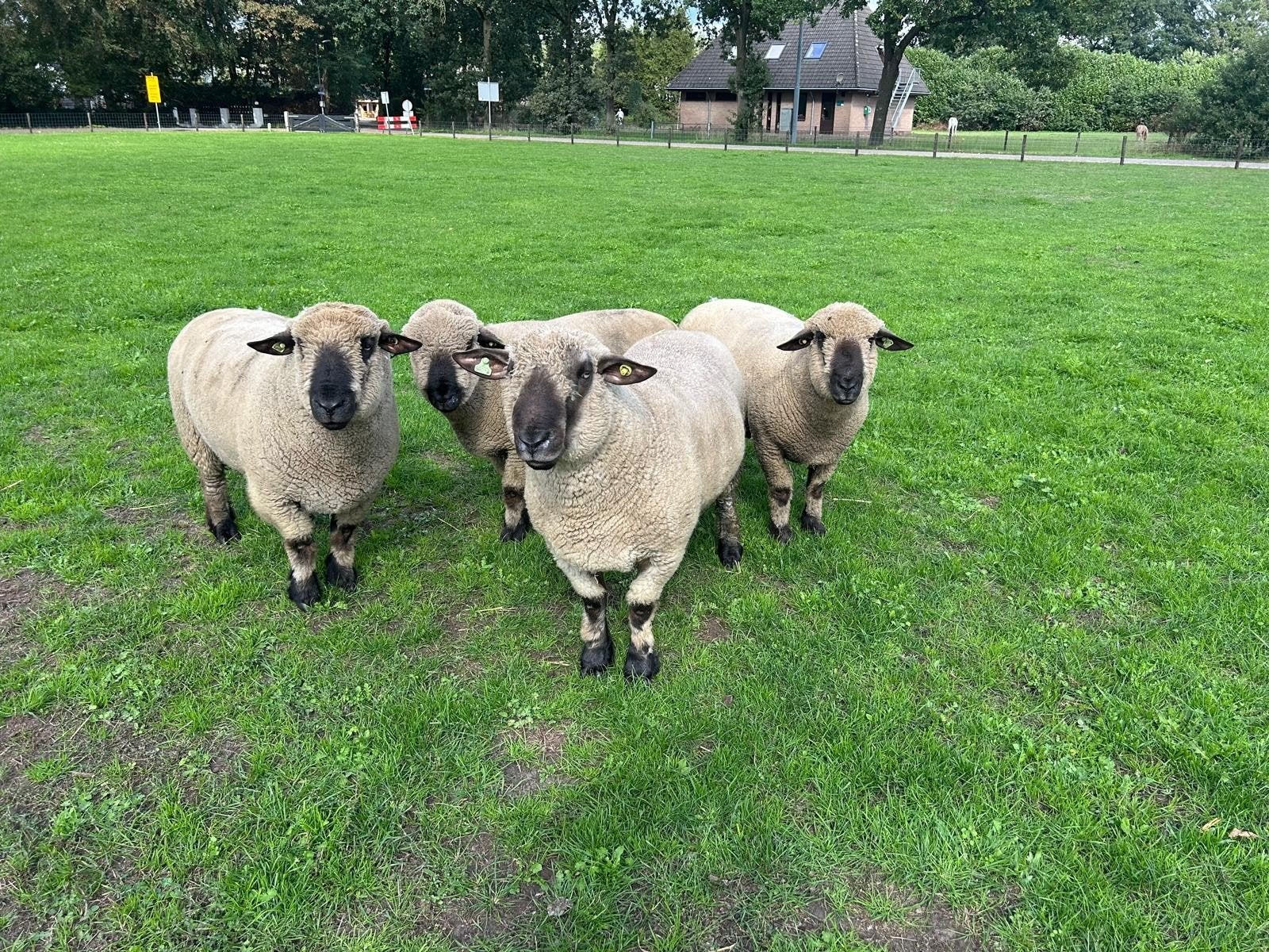 4 Hampshire down rammen, Dieren en Toebehoren, Mannelijk, Schaap