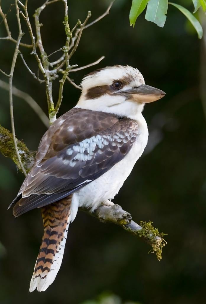 Jonge kookaburra's roofvogels, Dieren en Toebehoren, Geslacht onbekend