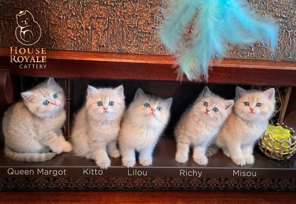 De mooiste en liefste Britse Korthaar kittens met stamboom, Dieren en Toebehoren, Katten en Kittens | Raskatten | Korthaar, Meerdere dieren