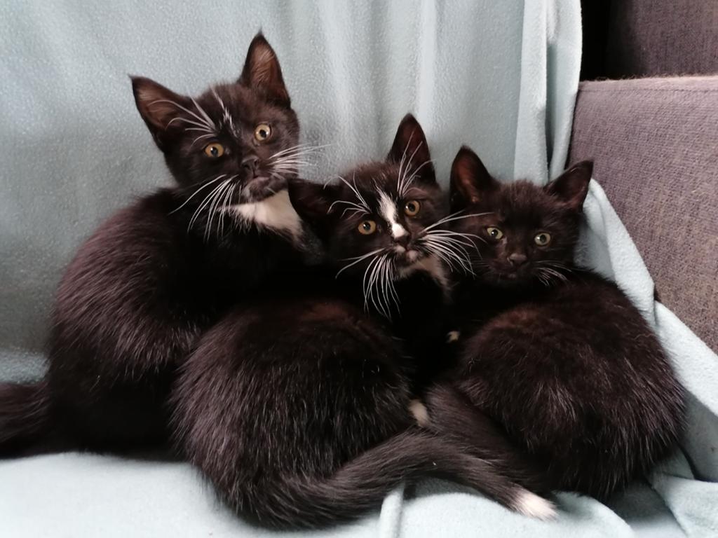 3 Kittens te koop (alle 3 gereserveerd), Dieren en Toebehoren, Meerdere dieren