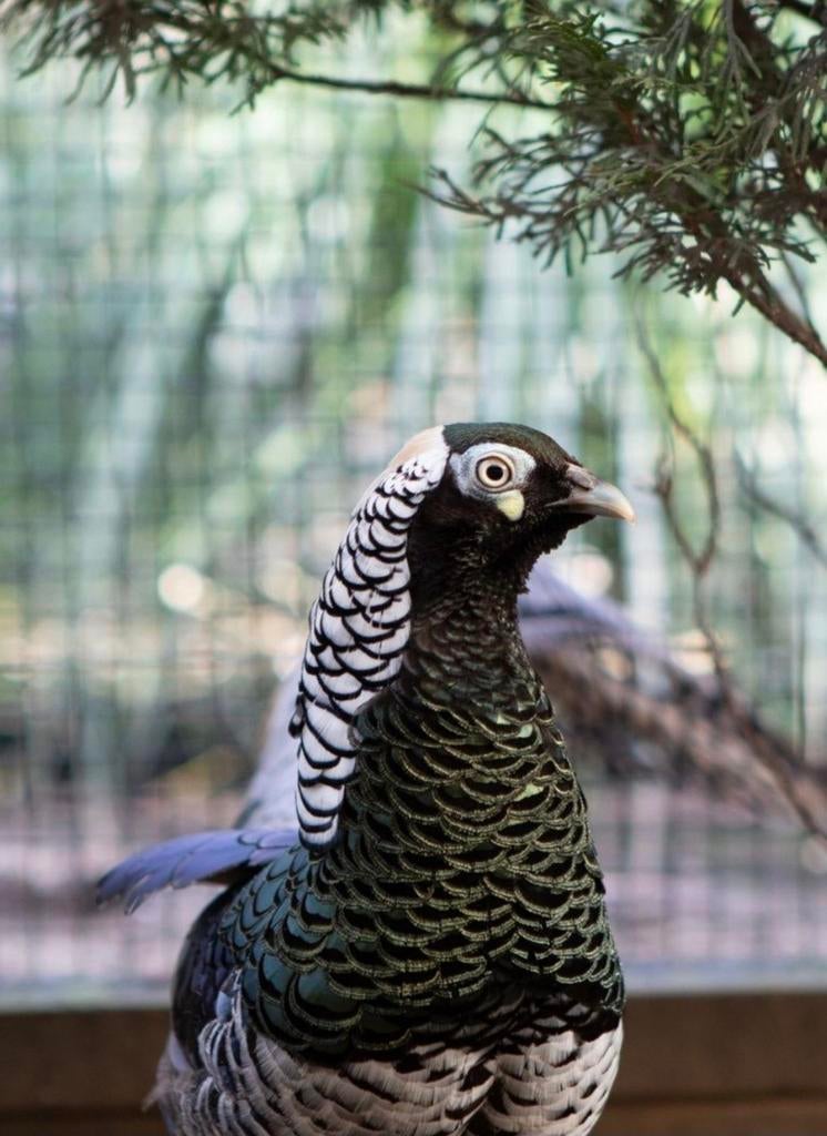 Broedeieren, Dieren en Toebehoren, Geslacht onbekend, Kip