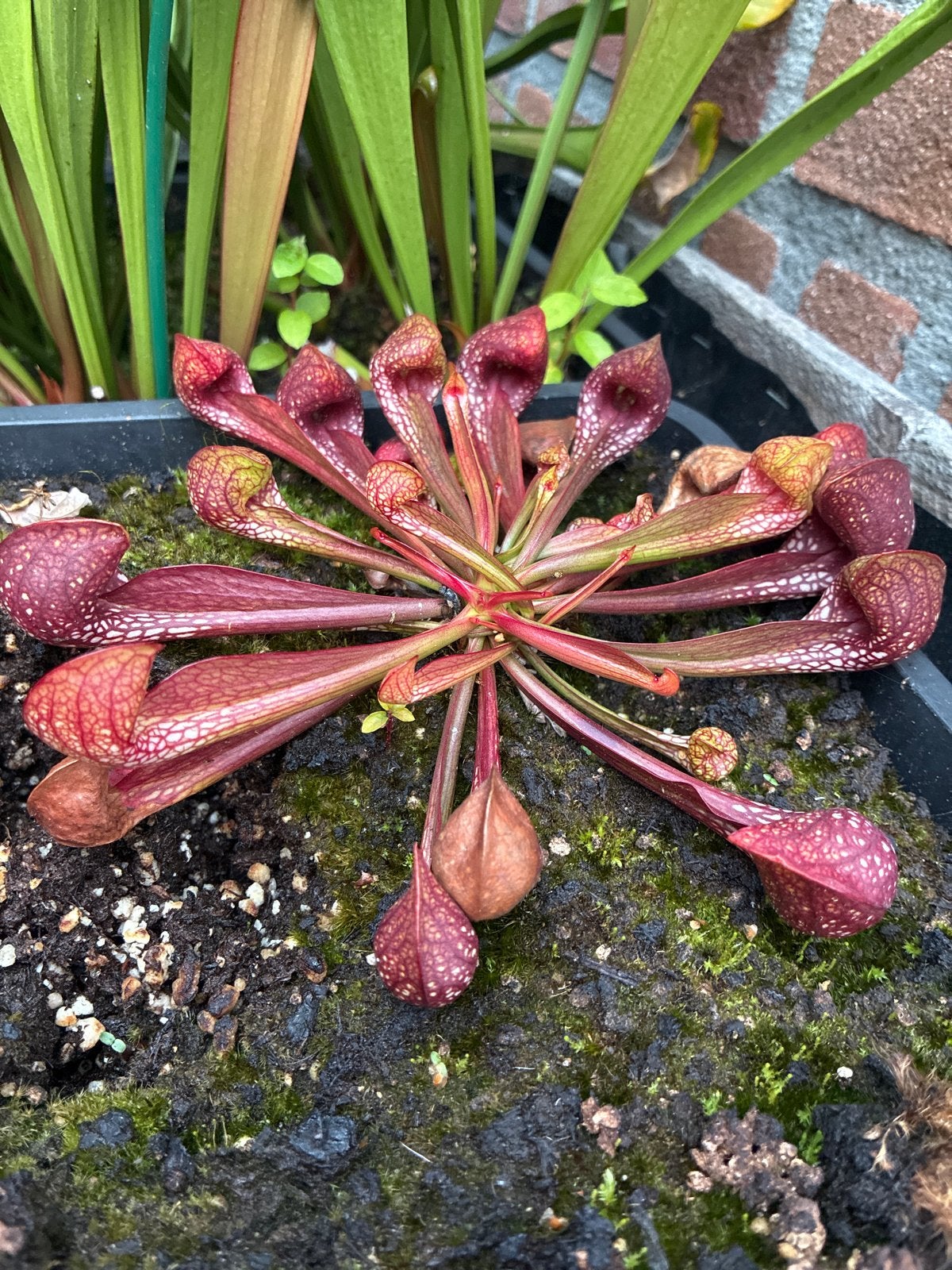 Sarracenia Psittacina, Overige soorten, Volle zon, Vaste plant, Ophalen of Verzenden
