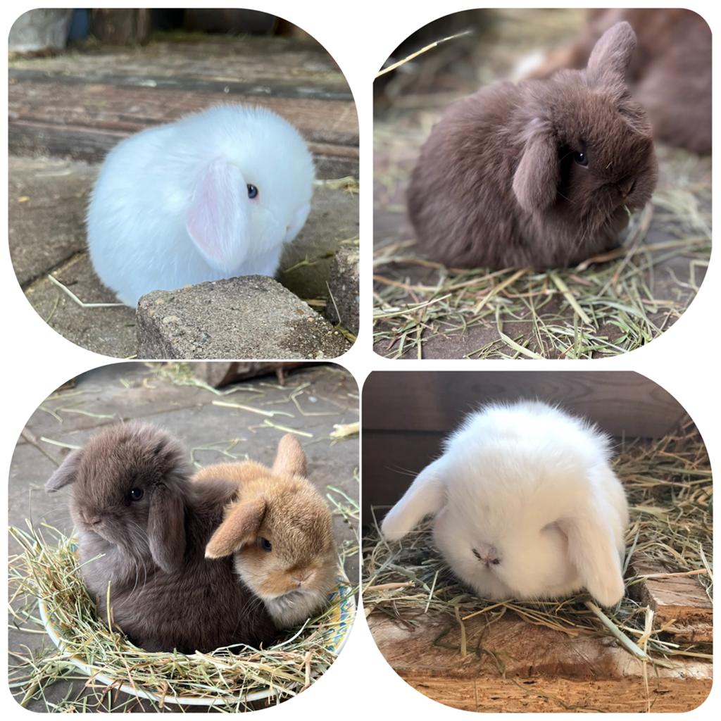 Geweldig lief koppeltje minilop konijntjes (ingeënt)., Dieren en Toebehoren, Konijnen, Meerdere dieren, Dwerg