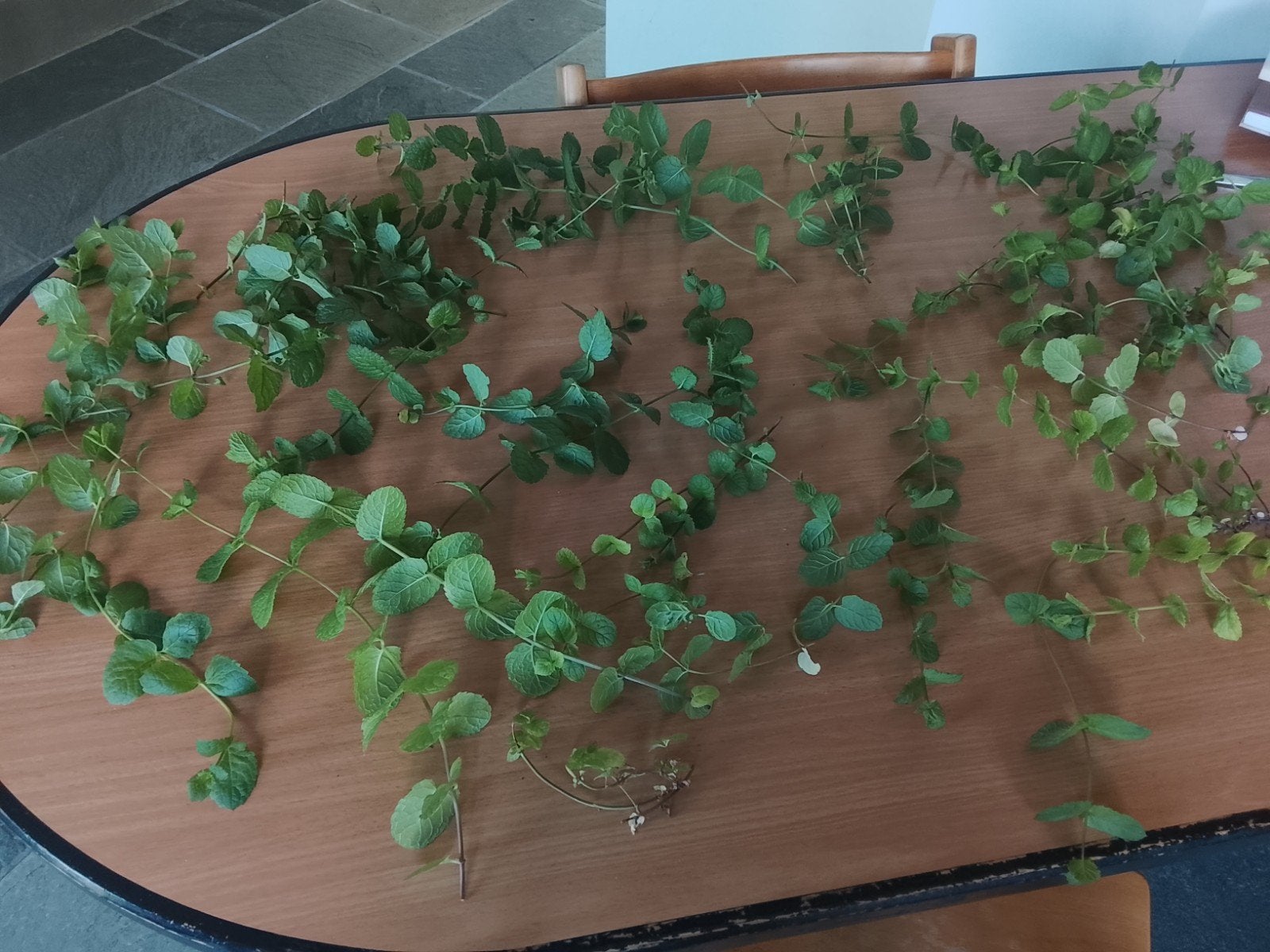 gratis muntplantjes, Ophalen of Verzenden
