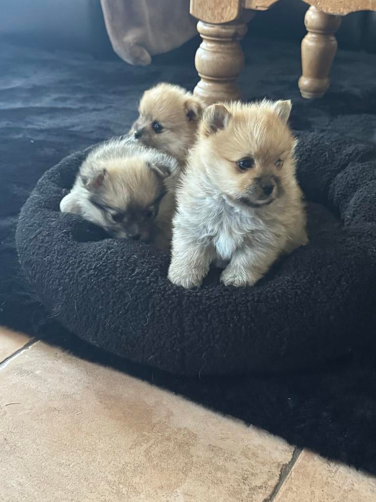 Kruising pomeranian x Jack Russrl Terrier pups, Dieren en Toebehoren, Honden | Niet-rashonden, Parvo, 8 tot 15 weken, Meerdere