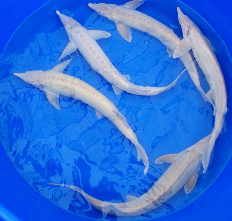 Albino steur ca 50 / 60 cm - Koidream Valburg, Dieren en Toebehoren, Steur