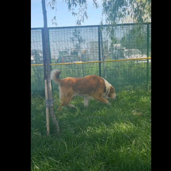 Lieve Senior Lord ter adoptie., Dieren en Toebehoren, Honden | Niet-rashonden, 6 jaar of ouder, Rabiës (hondsdolheid), Reu, Groot