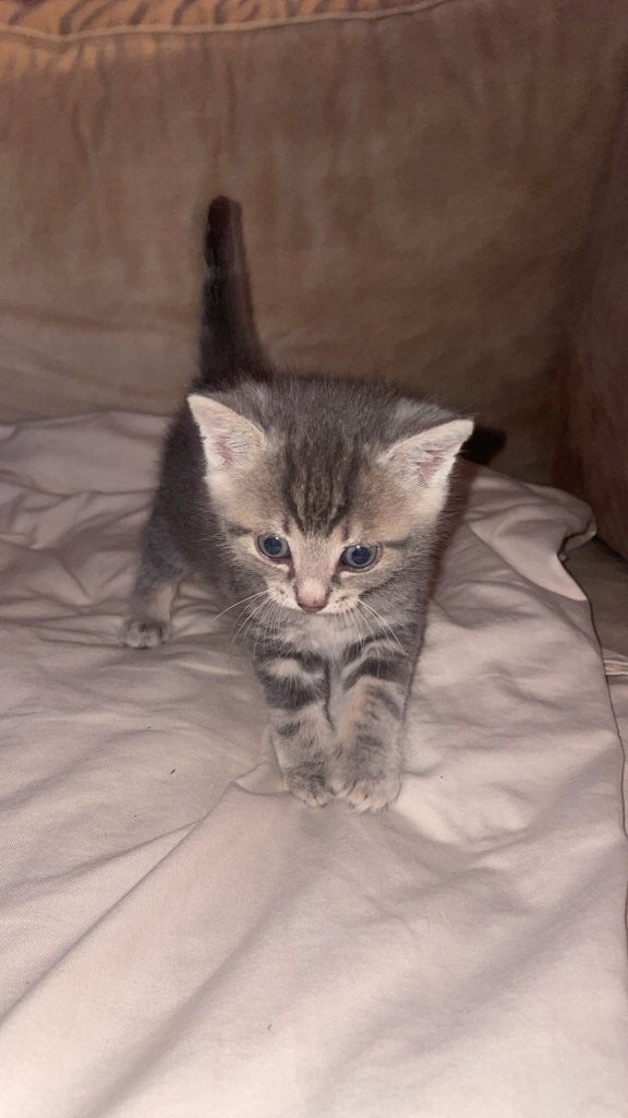 Kittens, Meerdere dieren, 0 tot 2 jaar