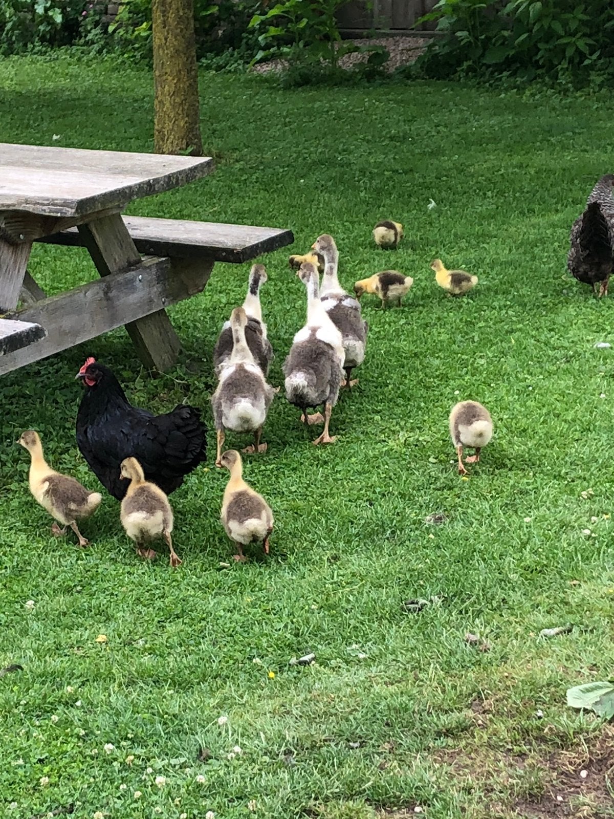 Twentse landganzen gans, Geslacht onbekend, Kip