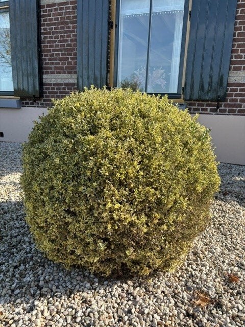 Bonte Buxus bolvormig, Volle zon, Vaste plant, Bloeit niet, Ophalen