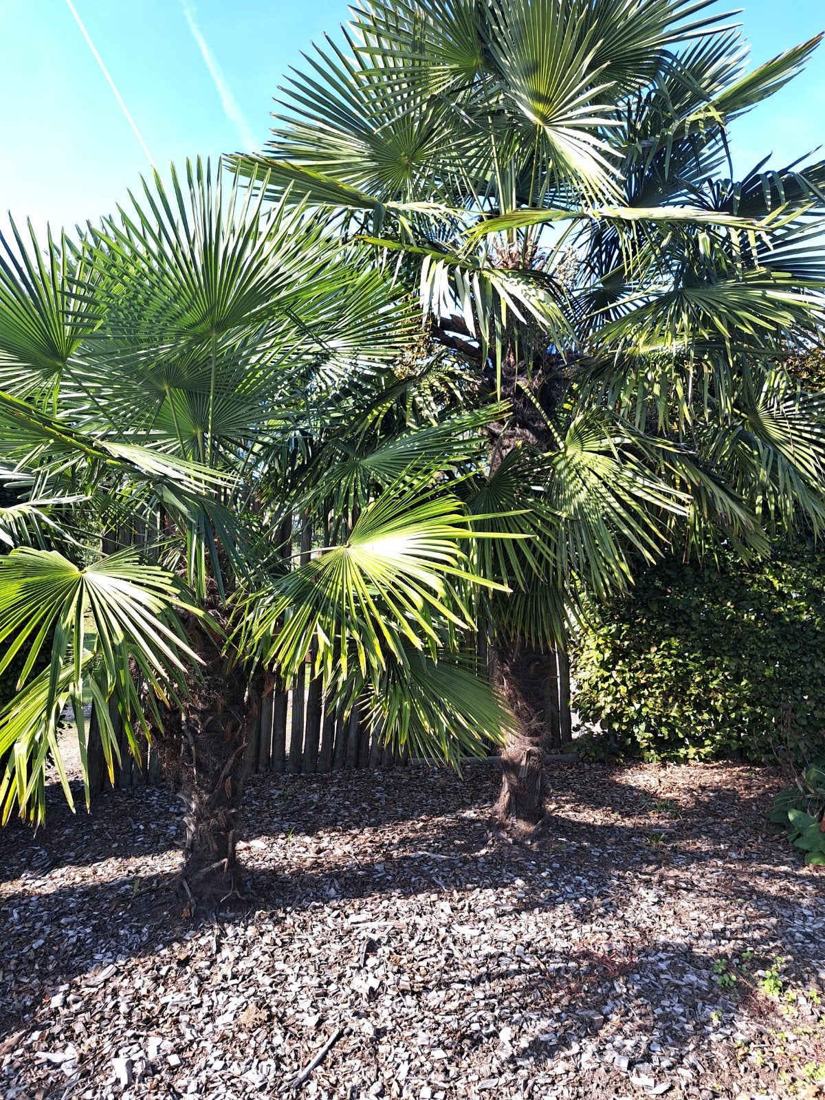Trachycarpus Fortunei 2 stuks   Zelf uitgraven, Volle zon, Vaste plant, Bloeit niet, Ophalen