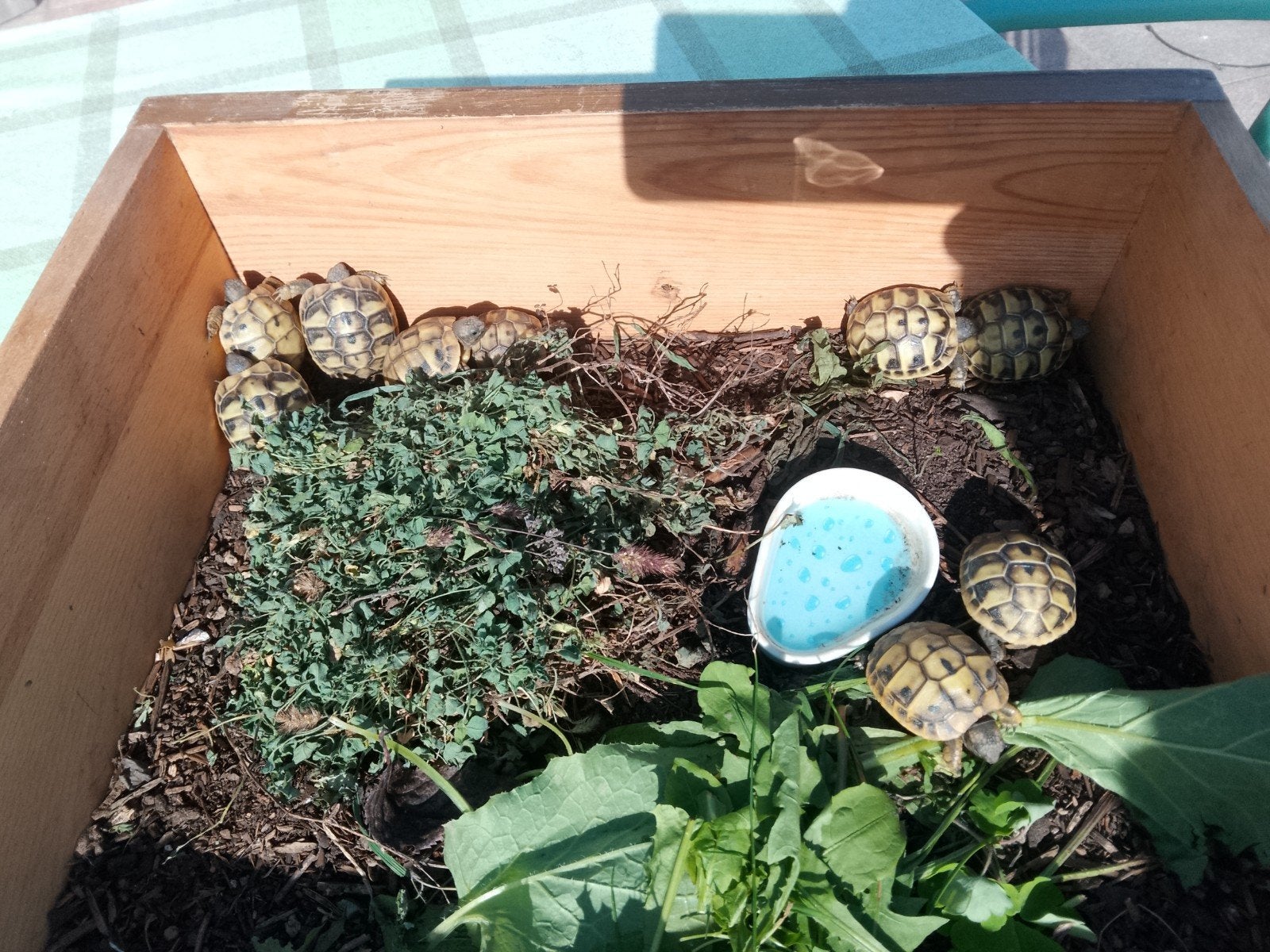 Griekse Landschildpadden van September '26 Tortoise - female for sale from smeenenga